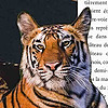 TigerTorakio's avatar