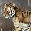 TigerTrainerXD's avatar