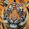 TigerTrotter2004's avatar