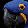 Tigorrr's avatar