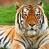 tigresa45's avatar