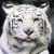 tigrincs28's avatar