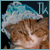Tijgerkat's avatar