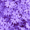 TinkerBelleKitty's avatar