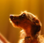 Tiny-Dog-Tales's avatar