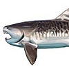 Tooftreef's avatar