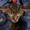 Torksinorks's avatar