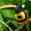 toucan2violas's avatar
