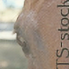 Touchstone-Stock's avatar