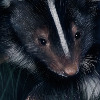 ToySkunk's avatar