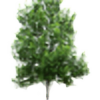 tree's avatar