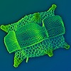 Triceratium's avatar