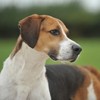 TrueEnglishFoxhound's avatar