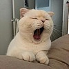 tuna1164's avatar