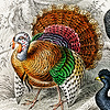 Turkey26's avatar