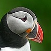 uberpuffins's avatar