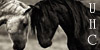 Ultimate-horses-club's avatar