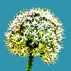 umblez's avatar