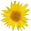 UnderaSunflower's avatar