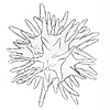 UnidentifiedCells's avatar