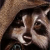 uno-da-raccoon's avatar