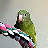 unusual-blackbird's avatar