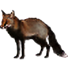 Urban-Mongoose's avatar