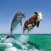 VAFELNO's avatar
