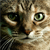 Vampyre-Cat's avatar