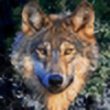 Velcis's avatar