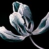 VeraOzerskaya's avatar