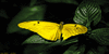 Vibrant-Lepidoptera's avatar