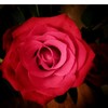 Violets-Lilacs-Roses's avatar