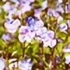 violette-box's avatar