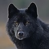 VLFBERHTwolf's avatar