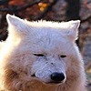 voicelesswolf's avatar