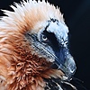 VultureDrawZ's avatar