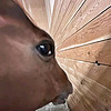 vvaiun's avatar