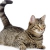 Walbert-the-cat-0909's avatar
