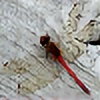 wandering-dragonfly's avatar