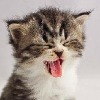 WarriorCatsFanzzz's avatar
