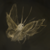Warywind's avatar