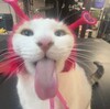 WeirdoCat1's avatar