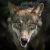 werewolfpuro's avatar