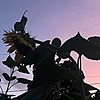 westrapine's avatar