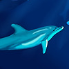 WhaleNerd's avatar
