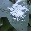 white-aurea's avatar