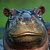 white-hippo's avatar