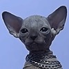 WhiteAlzon's avatar