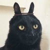whiteemonkey's avatar